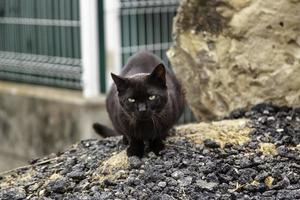 verdwaalde zwarte kat in de stad foto