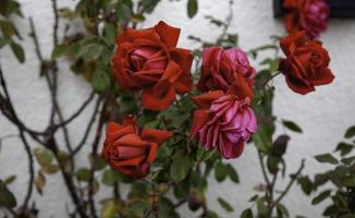 rozenstruik van rode rozen foto