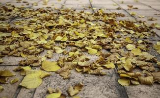 herfstbladeren grond foto