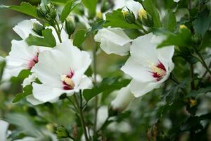 mooi wit hibiscus bloemen Aan een struik foto