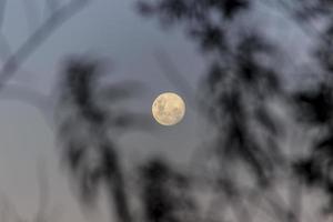 Braziliaanse volle maan. foto