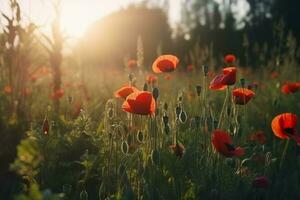 rood papaver bloemen zonsondergang. genereren ai foto