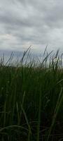 foto van gras en bewolkt lucht