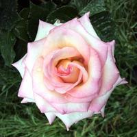 een roos in volle bloei