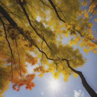 herfst esdoorn- bladeren in park. geel, rood en oranje kleuren. luchtig boom Afdeling tegen wazig lucht. vallen in natuur en weer concept. ai generatief foto