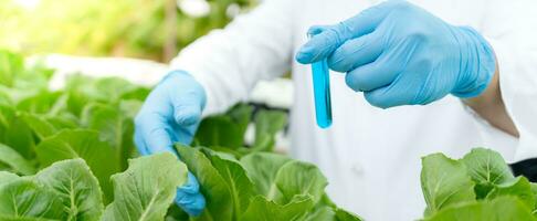 biologisch landbouw, salade boerderij. wetenschap boeren zijn controle water voorwaarden gedurende planten, controle voor pesticide residuen. hydrocultuur groente, ecologisch biologisch, gezond, vegetarisch, ecologie foto