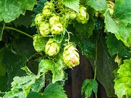 rijpen in herfst van vers groen hop kegels Aan een Afdeling. gebruikt voor maken bier, brood, in geneesmiddel, farmacologie, detailopname foto