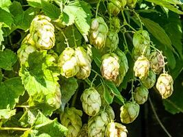 rijpen in herfst van vers groen hop kegels Aan een Afdeling. gebruikt voor maken bier, brood, in geneesmiddel, farmacologie, detailopname foto