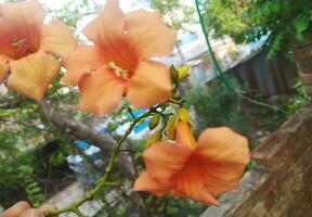 natuurlijk mooi van oranje kleur versterker grootbloemig, Chinese trompet klimplant takken of krachtig trompet Liaan is een geslacht van bloeiend planten . foto