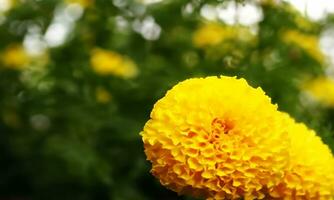 detailopname visie van geel goudsbloem in de tuin foto