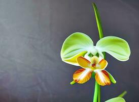 visie van kleurrijk schoonheid van bloem planten door ai gegenereerd foto