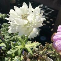 detailopname keer bekeken van een prachtig ingekleurd natuurlijk bloemen in de plantkunde tuin. foto