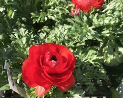 detailopname keer bekeken van een prachtig ingekleurd natuurlijk bloemen in de plantkunde tuin. foto