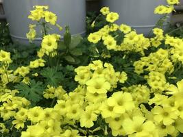 detailopname keer bekeken van een prachtig ingekleurd natuurlijk bloemen in de plantkunde tuin. foto