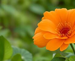 vrij beeld van hoog kwaliteit oranje kleur lilly bloem water laten vallen Aan de bloem ai gegenereerd. foto