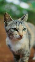 portret van een kat met groen ogen Aan de achtergrond van natuur. foto