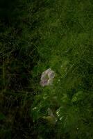 een roze bloem in de cyrtococcum patens veld- foto