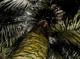 de palm boom en bruin stroken van droog bladeren zijn heel rommelig, in pale kleuren foto