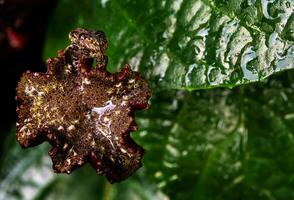 harig chafer scarabee Aan de zaad pot van Congo fig foto