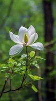 wild magnolia na regen in de Woud ai gegenereerd beeld foto