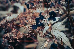 dichtbij omhoog zwart weide wilde bloemen concept foto