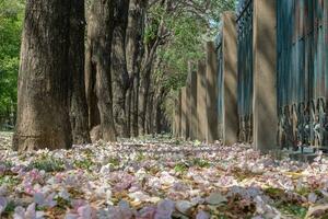 mooi kers roze bloesem sakura bloem bloeien in lente seizoen in april, vers groen natuur gras buitenshuis park tuin Aan verdieping tapijt vol van liefde, magenta aroma kers bloesem bloemen landschap foto