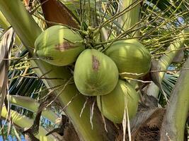 kokosnoot boom met fruit in natuur tuin foto
