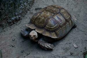 selectief focus van een braziliaans schildpad voeden in haar bijlage in de middag. Super goed voor opleiden kinderen over wild dieren. foto