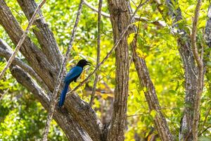 yucatan gaai vogel vogelstand in bomen tropisch oerwoud natuur Mexico. foto