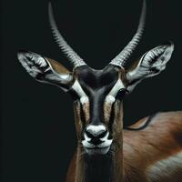 portret van een antilope Aan een zwart achtergrond met ruimte voor tekst. wild artiodactyl dier. ai generatief foto