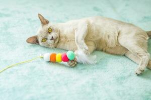 een huiselijk kat van Birmees ras, speels en actief, in een stad appartement gebouw. liefdes speelgoed en bogen. de ogen van een gelukkig huisdier spelen en willen naar aanval. foto