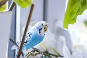 een mooi blauw parkiet zit zonder een kooi Aan een huis fabriek. tropisch vogelstand Bij huis. foto