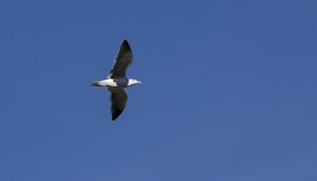 nijlgansvogel die over het park van madrid rio in madrid, spanje vliegt foto