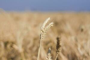 agrarisch veld. rijp oren van tarwe Aan een zonnig dag. de concept van een rijk oogst. foto