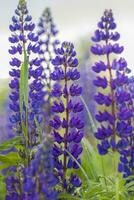 Purper wild lupine lupinus polyphyllus bloei in een weide. een veld- met wild Purper bloemen. foto