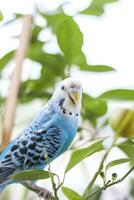 een mooi blauw parkiet zit zonder een kooi Aan een huis fabriek. tropisch vogelstand Bij huis. foto