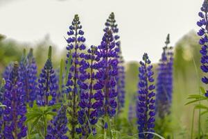 Purper wild lupine lupinus polyphyllus bloei in een weide. een veld- met wild Purper bloemen. foto