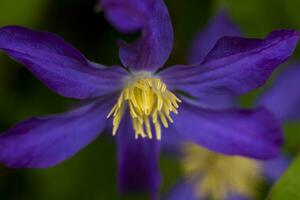 bloemen van clematis en platina. detailopname Aan wazig groen met kopiëren van ruimte, gebruik makend van net zo een achtergrond van de natuurlijk landschap, ecologie. macro fotografie foto