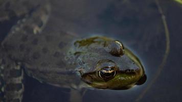 groene kikker op de oever van de rivier steekt zijn kop uit het water foto