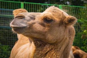 gezicht van kameel close-up in boerderij