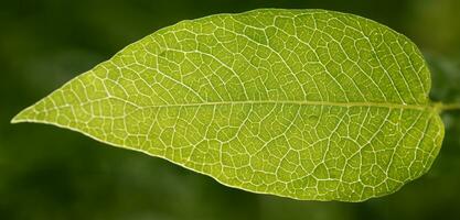 detailopname foto van een blad Aan een wit achtergrond.