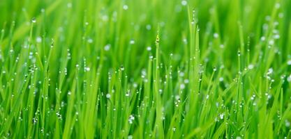dauw Aan de gras dichtbij omhoog foto water druppels Aan groen gras regen Aan de gras