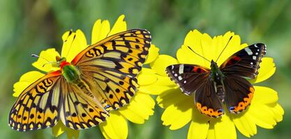 vlinder vliegend in de bloem tuin vlinder zuigen nectar van een bloem. 3d illustratie. foto