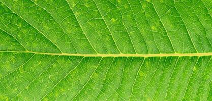 detailopname foto van een blad Aan een wit achtergrond.