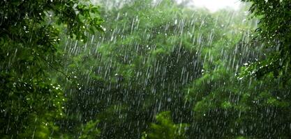 regen in de pijnboom Woud zwaar mist weelderig landschap in de regenachtig seizoen 3d illustratie foto