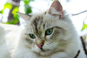 schattig Perzisch kat in grijs kleur met nieuwsgierig blauw ogen op zoek voor iets, spelen in de omgeving van in de tuin, bekend net zo de Perzisch lang haar. foto