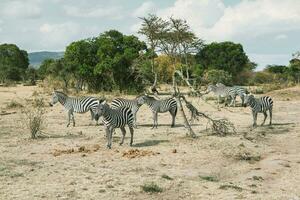 safari door de wild wereld van de maasai mara nationaal park in Kenia. hier u kan zien antilope, zebra, olifant, leeuwen, giraffen en veel andere Afrikaanse dieren. foto