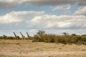 safari door de wild wereld van de maasai mara nationaal park in Kenia. hier u kan zien antilope, zebra, olifant, leeuwen, giraffen en veel andere Afrikaanse dieren. foto