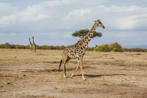 safari door de wild wereld van de maasai mara nationaal park in Kenia. hier u kan zien antilope, zebra, olifant, leeuwen, giraffen en veel andere Afrikaanse dieren. foto