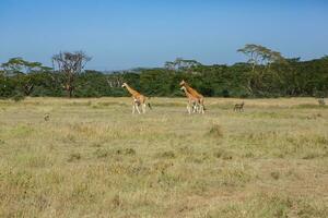 safari door de wild wereld van de maasai mara nationaal park in Kenia. hier u kan zien antilope, zebra, olifant, leeuwen, giraffen en veel andere Afrikaanse dieren. foto